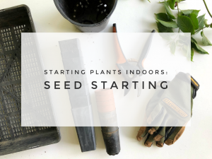 Starting Plants Indoors: Seed Starting