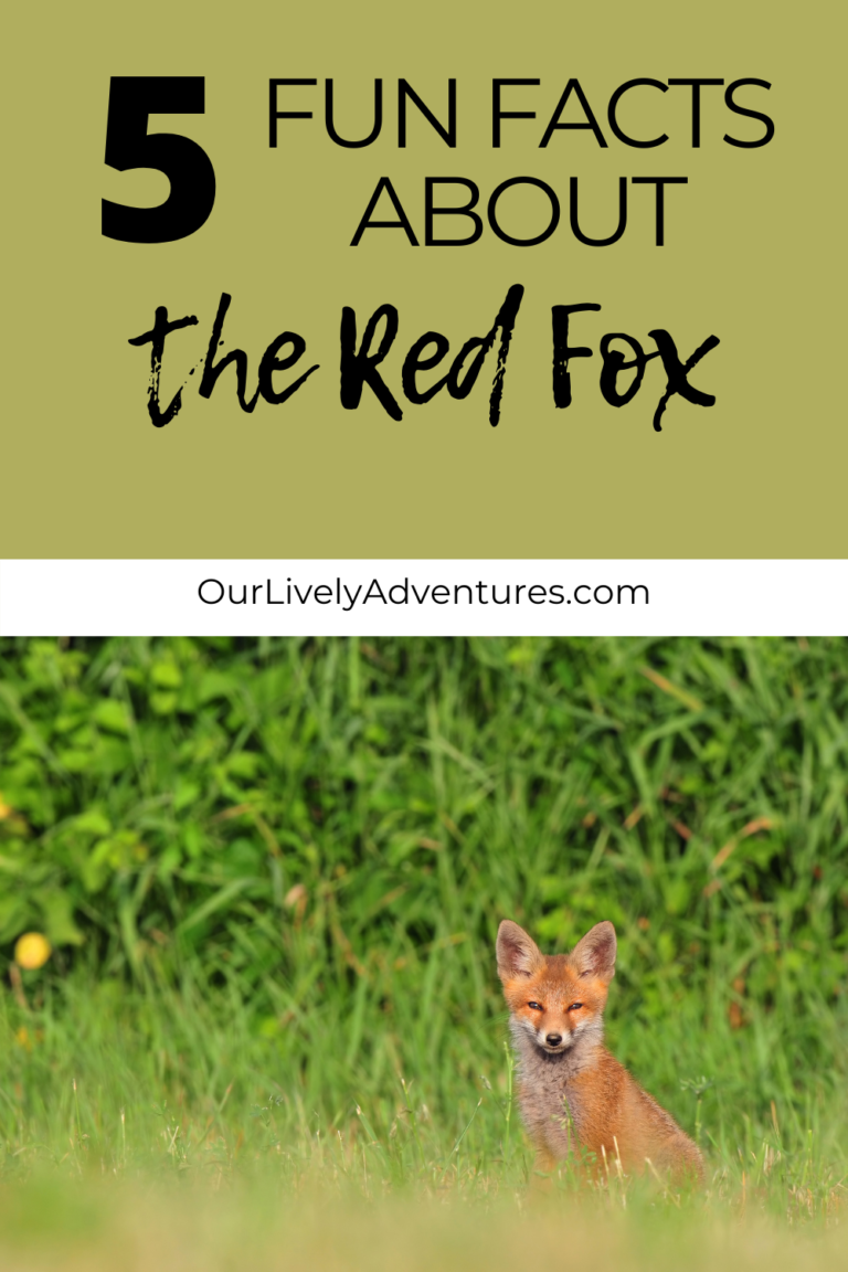 Fun Facts About The Red Fox