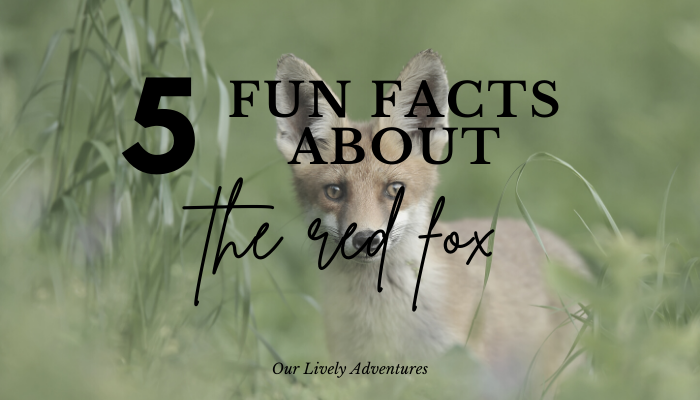 5 Fun Facts About The Red Fox