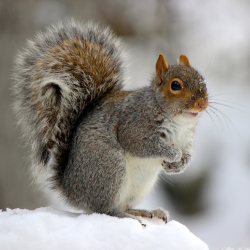 Fun Facts About Squirrels Explore Your Backyard Series Our Lively