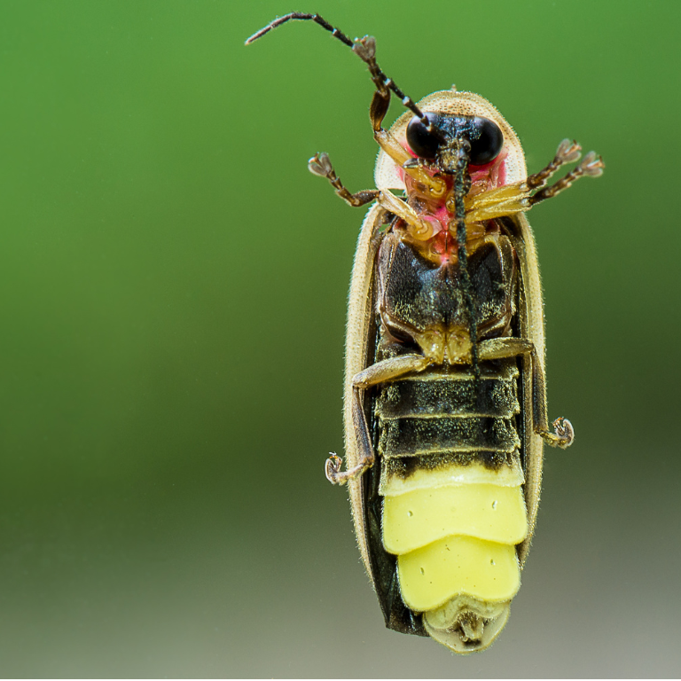 10 Fun Facts About Lightning Bugs [Explore Your Backyard] Our Lively