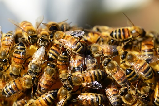 Beekeeping