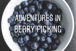 Adventures in Blueberry Picking!