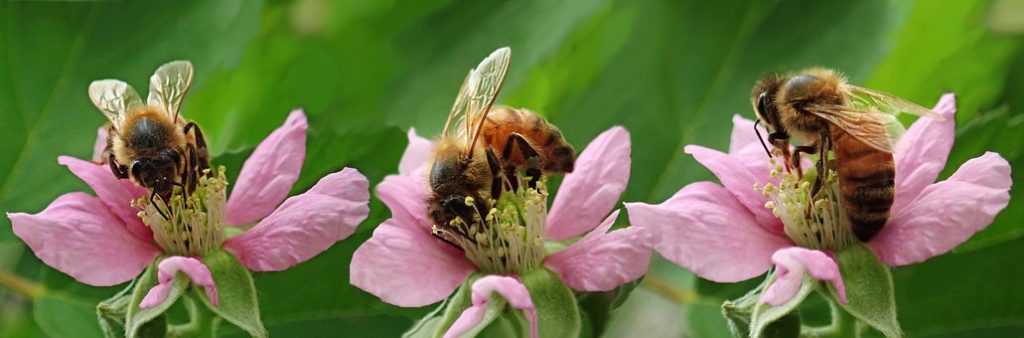 Beekeeping