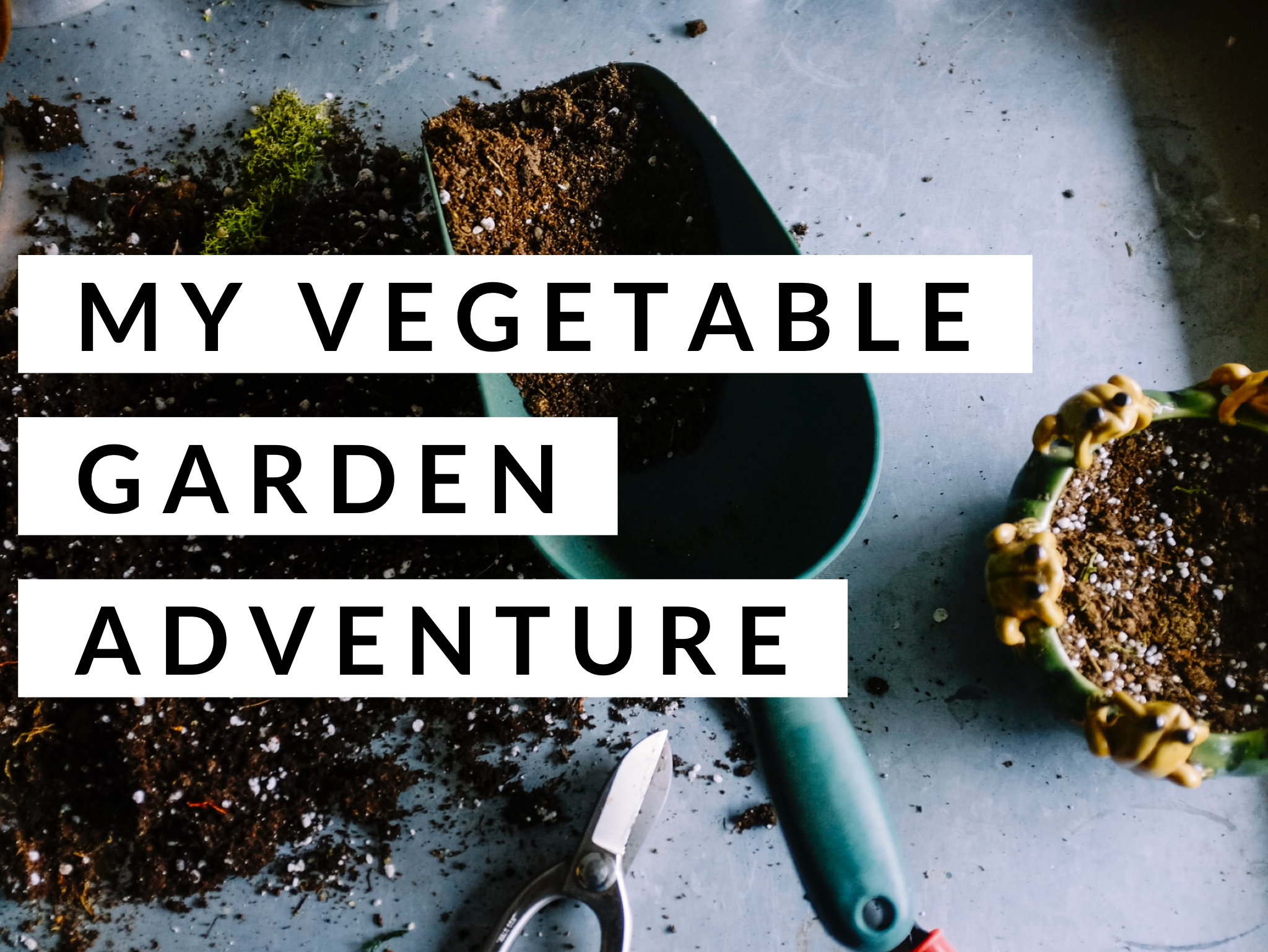 Vegetable Gardening for Beginners: My Gardening Adventure