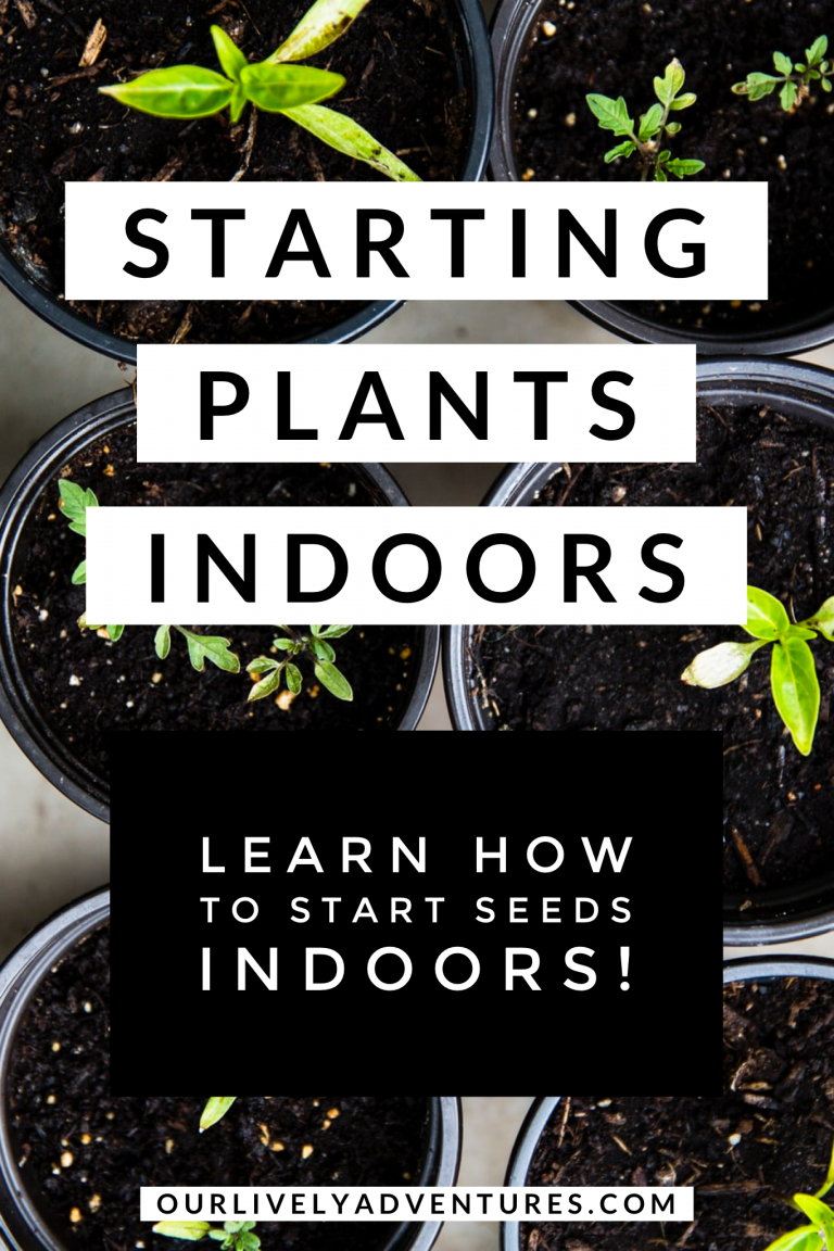 Start Plants Indoors: Seed Starting