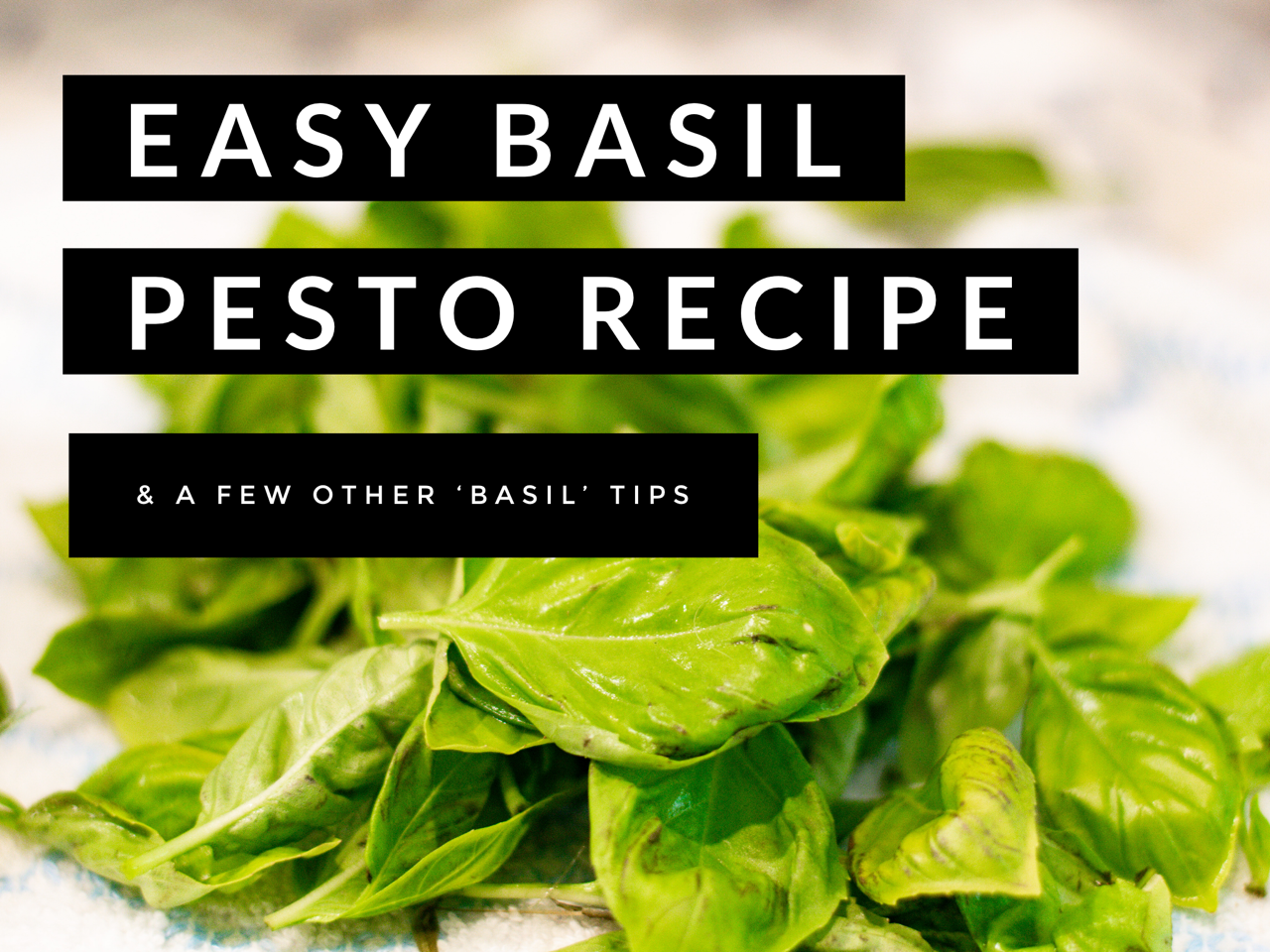 Easy Basil Pesto Recipe (& a few other ‘basil’ tips)