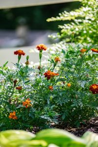 Favorite Plants of 2020 Marigolds