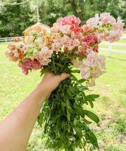 Favorite Plants of 2020 Snapdragons