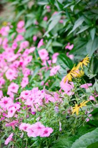 Favorite Plants of 2020 Supertunia & Rudbeckia