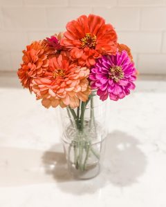 Favorite Plants of 2020 Zinnia