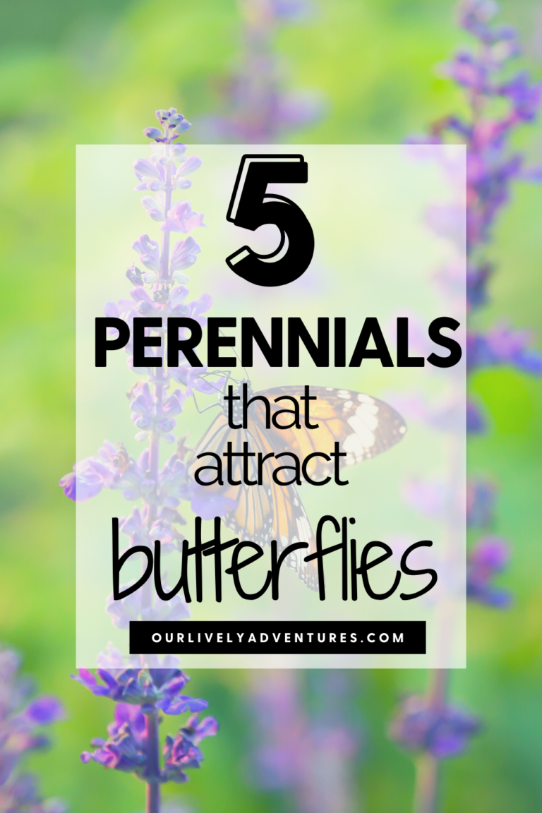 5 perennials that attract butterflies