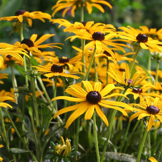 Perennials That Attract Butterflies