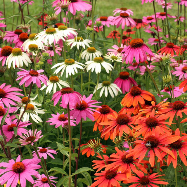 Perennials That Attract Butterflies