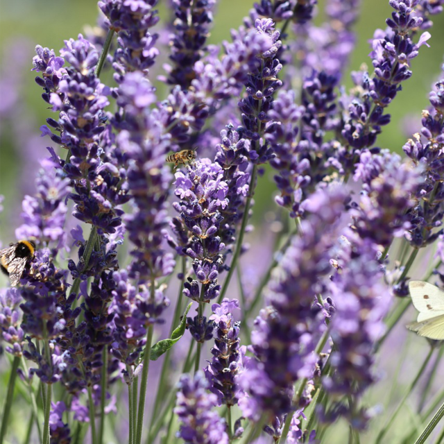 Perennials That Attract Butterflies