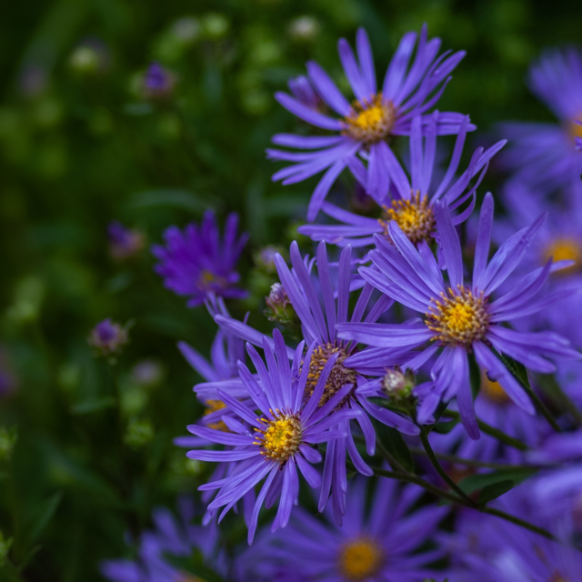 Perennials That Attract Butterflies