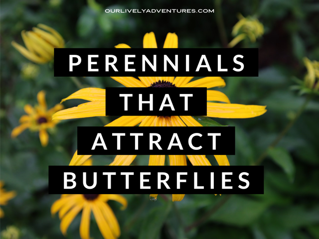 5 Amazing Perennials That Attract Butterflies