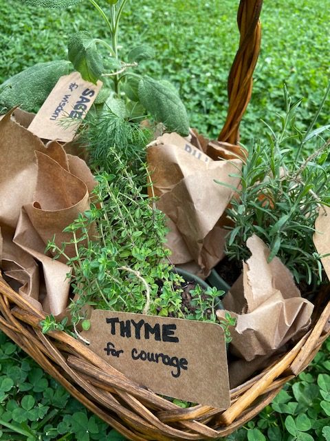 Fresh Herbs Thyme