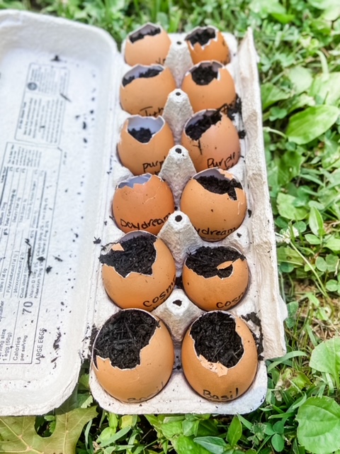 seed starting in eggshells