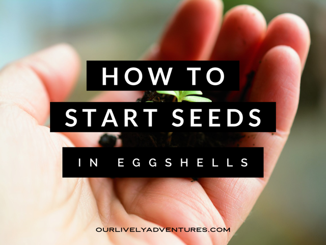How To Start Seeds In Eggshells