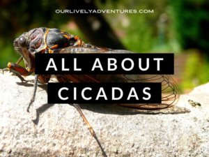 10 Fun Facts About Cicadas: Explore Your Backyard Series