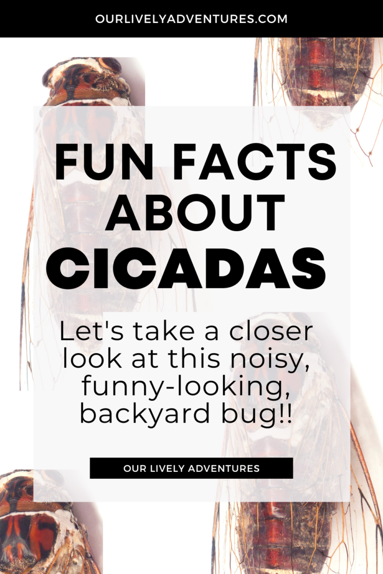 Fun Facts About Cicadas