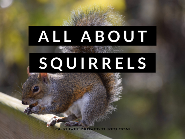 Fun Facts About Squirrels: Explore Your Backyard Series