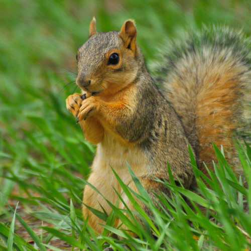 Fun Facts About Squirrels: Explore Your Backyard Series - Our Lively ...