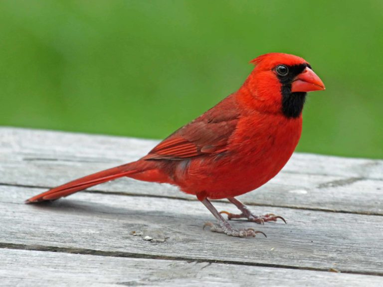 Backyard Cardinal