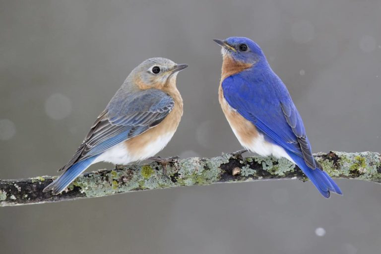 Backyard Bluebird