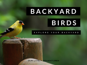 Get To Know Your Backyard Birds: Explore Your Backyard Series