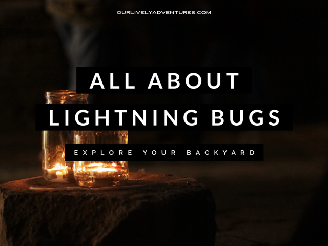 10 Fun Facts About Lightning Bugs [Explore Your Backyard]