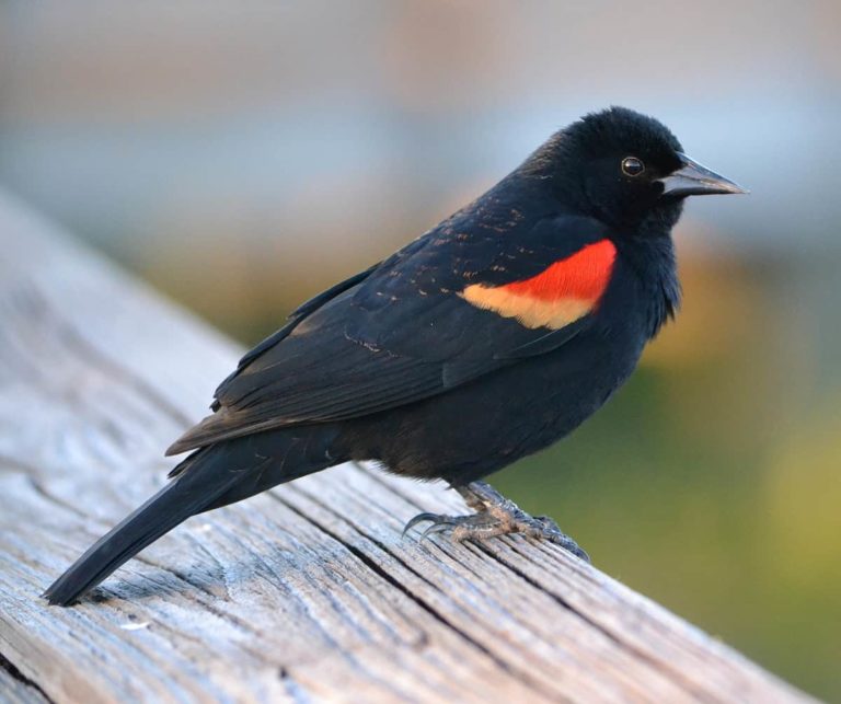 Red Winged Black Bird