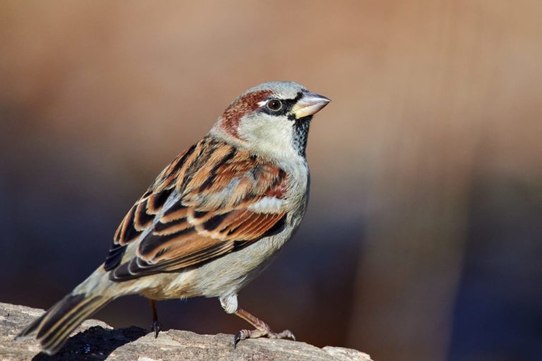 Backyard Sparrow