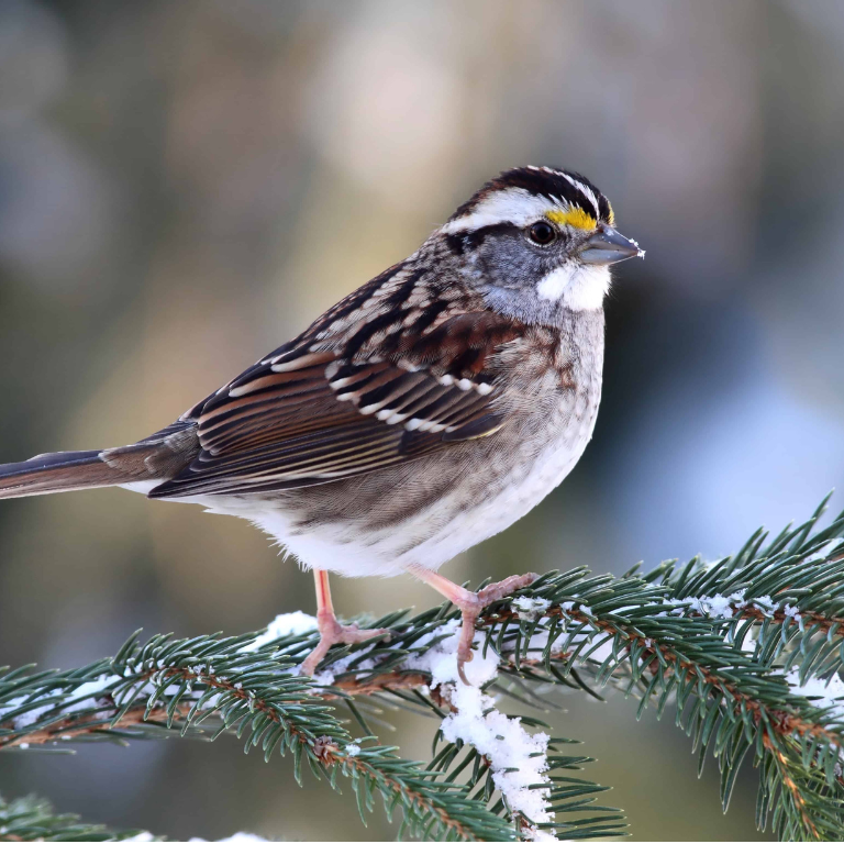 White Throat Sparrow