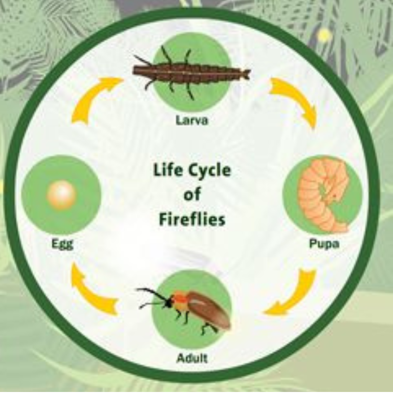Firefly life cycle