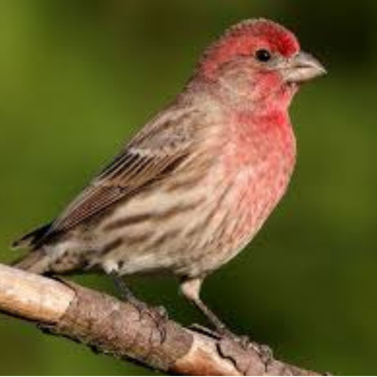 House Finch