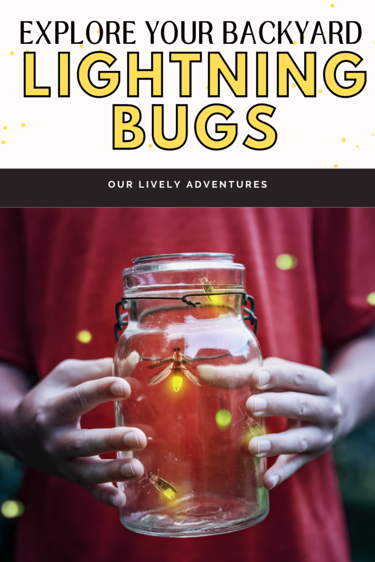 Explore Your Backyard Lightning Bugs