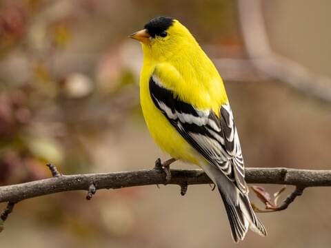 backyard goldfinch