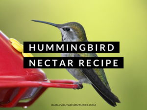 How To Make Hummingbird Nectar